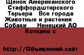 Щенок Американского Стаффордштирского Терьера - Все города Животные и растения » Собаки   . Ненецкий АО,Коткино с.